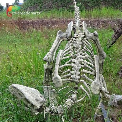 ガラス繊維の博物館の表示のための実質のサイズのGasosaurusの恐竜の骨組レプリカ